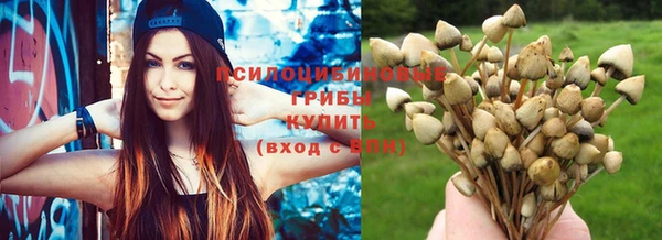 прущие грибы Наволоки