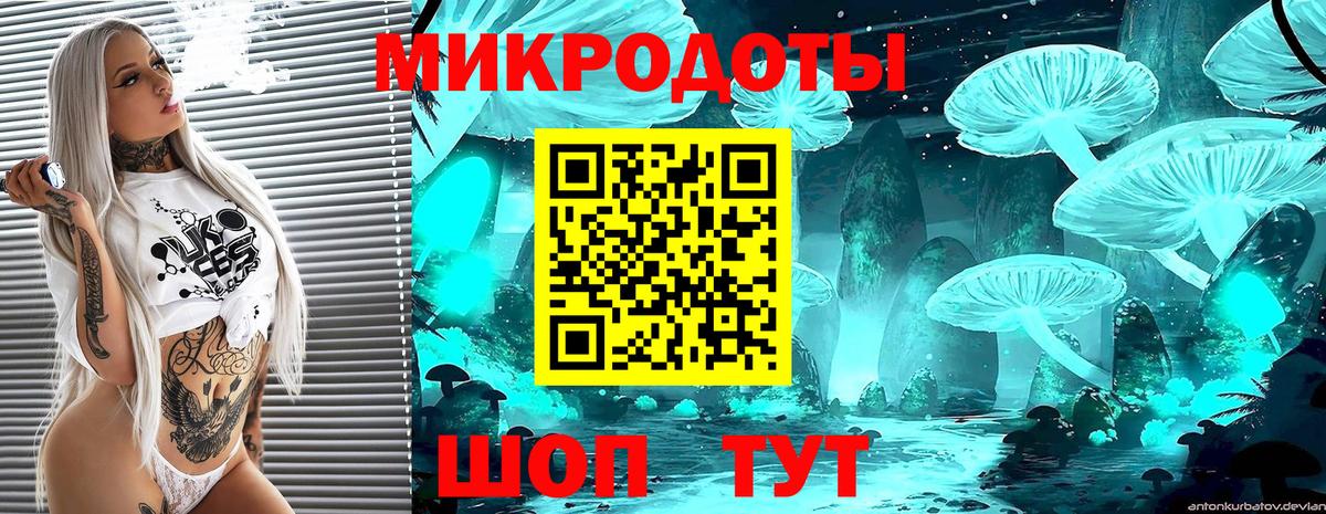 Псилоцибиновые грибы Psilocybe Новодвинск