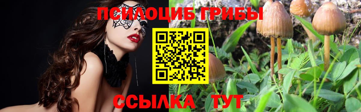 Галлюциногенные грибы ЛСД  Вход с VPN  Новодвинск  Псилоцибиновые грибы Psilocybe 